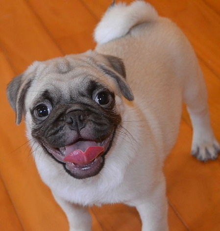 はなちゃんぶろぐ dog in style labo t s house livedoor blog