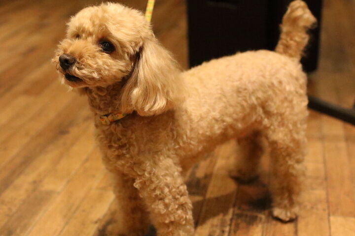 高齢犬だから肥えるとかは 原理を理解出来ずイメージだけで判断する方がよく言われる事です トイ プードル の 琉依くん １２歳７ヵ月 ４ ６０ｋｇ はなちゃんぶろぐ Dog In Style Labo T S House