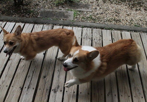 いつも ちびはな を 喜んで迎えてくれる パパ コギさん です ウエルシュ コーギー ペンブロークの コスモくん ３歳７ヵ月 １３ ０ｋｇ はなちゃんぶろぐ Dog In Style Labo T S House