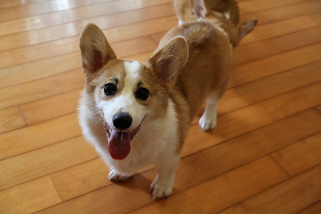 初公開 オーナーさん募集中の 尻尾付コギさん の お姉さん です ウエルシュ コーギー ペンブロークの こむぎちゃん ５ヵ月 ９ ３０ｋｇ はなちゃんぶろぐ Dog In Style Labo T S House