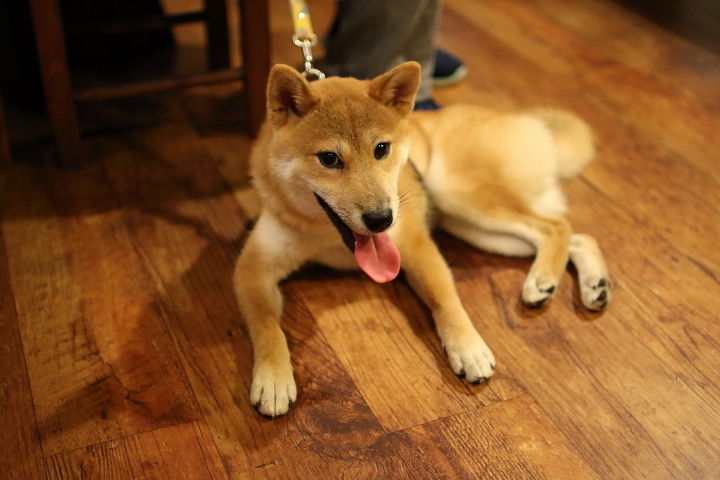 細胞の入れ替わりが始まりました 幼犬時の被毛が生え変わり 全身フワフワになっていました 柴犬 の 天くん 6ヵ月 6 0台kg はなちゃんぶろぐ Dog In Style Labo T S House 細胞の入れ替わりが始まりました 幼犬時の被毛が生え変わり 全身フワフワになっていました 柴犬 の 天くん 6ヵ月 6 0台kg はなちゃんぶろぐ Dog In Style Labo T S House