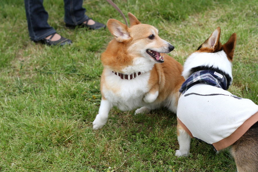 ウエルシュ コーギー ペンブロークの看板犬 はな 対等な遊び相手は 俊敏なコーギーさんでした Club Wan Offline Meeting Vol 1 にて はなちゃんぶろぐ Dog In Style Labo T S House