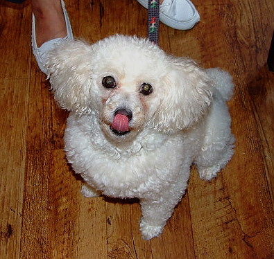 ねねちゃん 少し痩せてきました はなちゃんぶろぐ Dog In Style Labo T S House