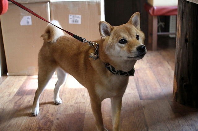 沢山の方々が この毛質の柔らかさと 綺麗さに驚かれています 柴犬の くぅ クゥくん ２歳７ヵ月 １０ ３ｋｇ はなちゃんぶろぐ dog in style labo t s house