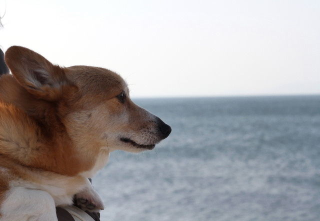 またまた海際の町へ行って来ました 今回は徳島県の 鳴門 です 看板犬 コーギーの はな ９歳 ８ ９０ｋｇ はなちゃんぶろぐ Dog In Style Labo T S House