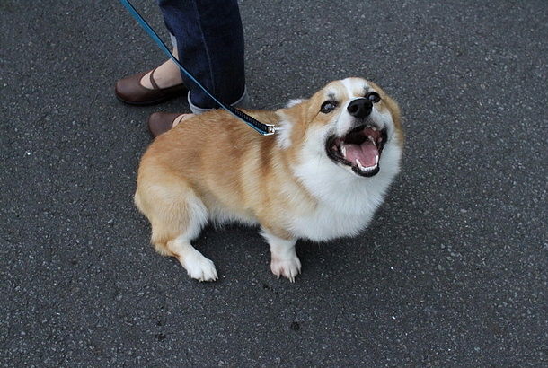 段々 散歩の楽しさが分かり 楽しんで歩く様になってきました 看板犬 コーギー です １ ２０１４年 ７月の こぅくん １歳２ヵ月 ９ ２０ｋｇ はなちゃんぶろぐ Dog In Style Labo T S House