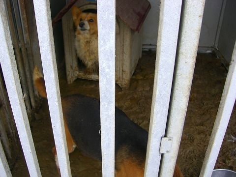 北海道のブリーダー崩壊事件です 犬８５頭 はなちゃんぶろぐ Dog In Style Labo T S House