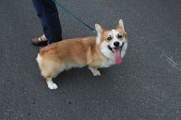 段々 散歩の楽しさが分かり 楽しんで歩く様になってきました 看板犬 コーギー です １ ２０１４年 ７月の こぅくん １歳２ヵ月 ９ ２０ｋｇ はなちゃんぶろぐ Dog In Style Labo T S House