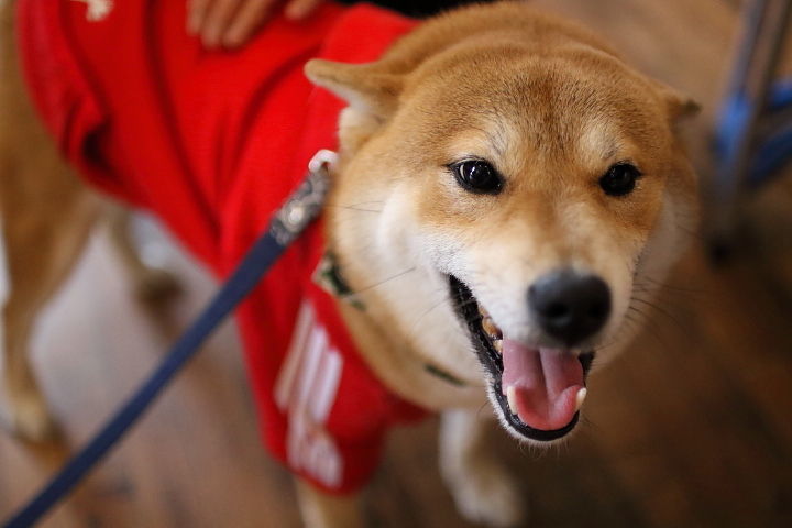 柴犬がこんなに柔らかい毛なのはおかしい この子は異常 と 購入先のブリーダーに言われた方がいました 柴犬 の くぅくん ８歳７ヵ月 １１ ５ｋｇ はなちゃんぶろぐ dog in style labo t s house