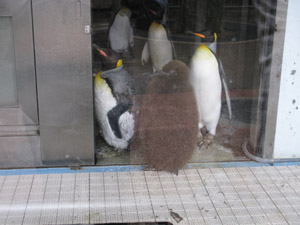 上野動物園の皇帝ペンギンの赤ちゃん のどかな毎日 写真ブログ