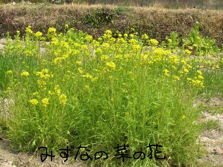 鶏に餌代はかからない 雑穀を中心にした有機農業