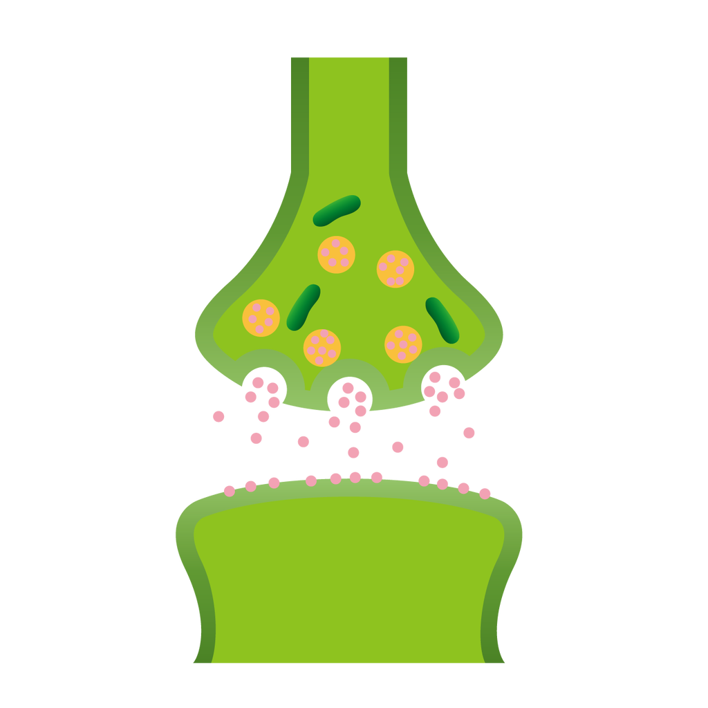 元理系学生のプログラミング勉強日記 2 神経細胞 神経回路と行動 4 シナプス