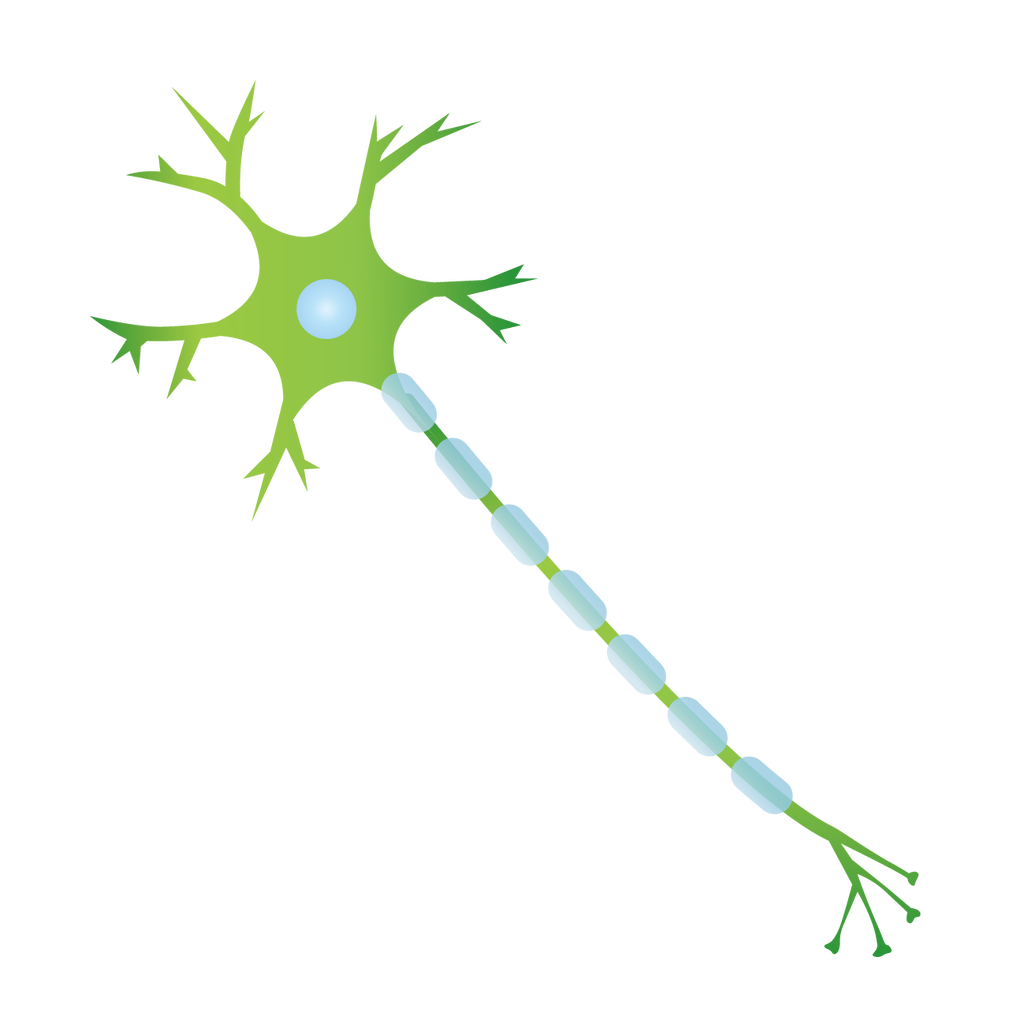 元理系学生のプログラミング勉強日記 2 神経細胞 神経回路と行動 4 シナプス
