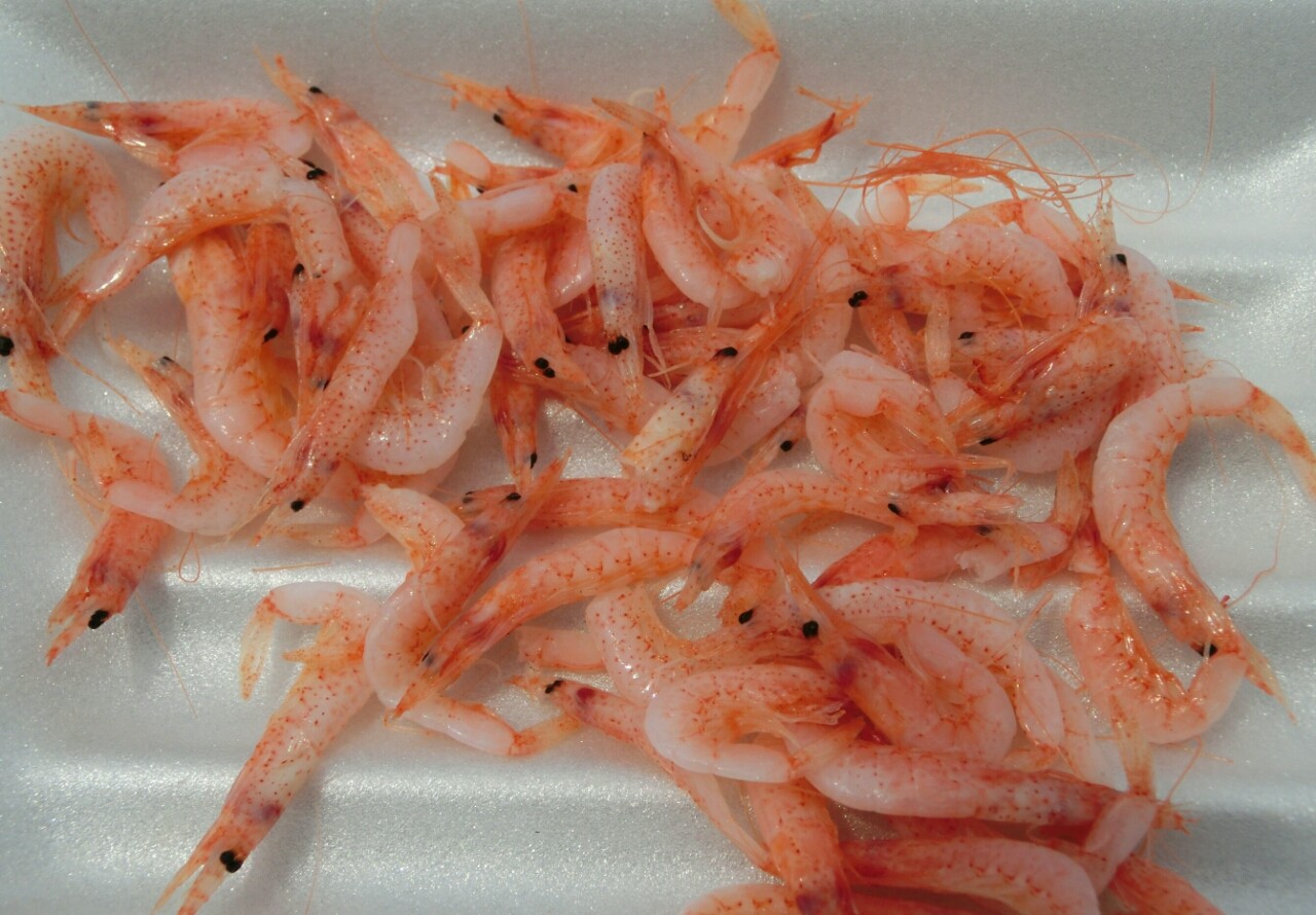 由比 桜えびまつり16 蒸 旨 酔 じょうしすい