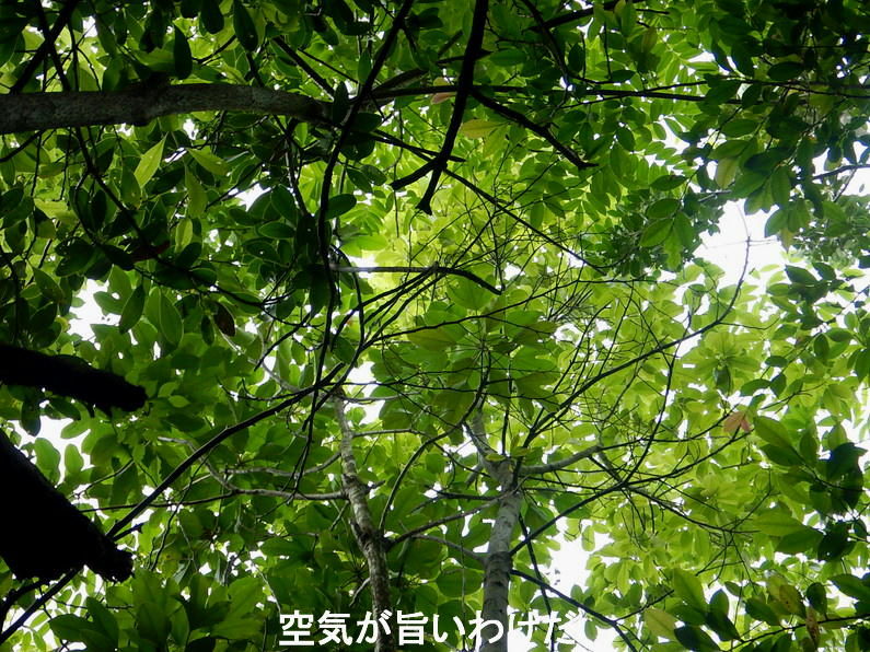 鞍掛山周回コース 岩国市玖珂 里山徘徊 山口県発 鞍掛山周回コース 岩国市玖珂 里山徘徊 山口県発