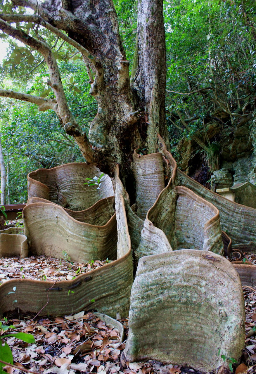 東村川田のサキシマスオウノキ 里山徘徊 山口県発