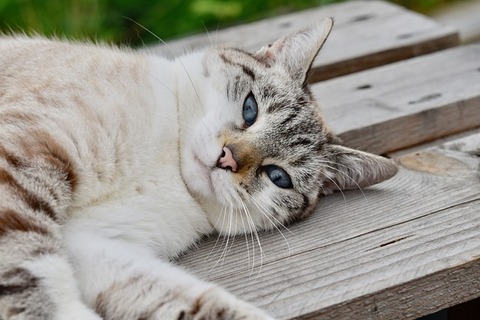 cat-4446094_640