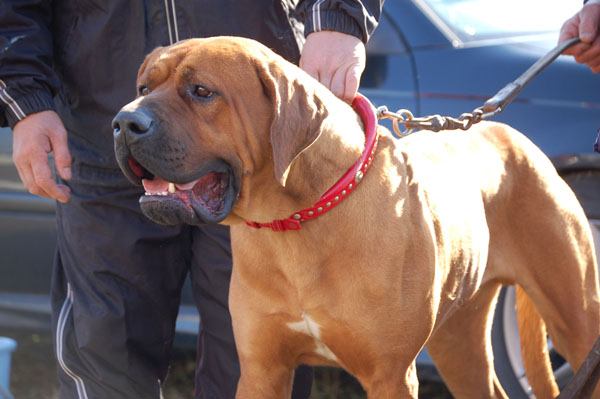 社会 土佐犬に襲われて当時50代女性が水死 飼い主は土佐犬を放し飼い まとめツバメ 社会 土佐犬に襲われて当時50代女性が水死 飼い主は土佐犬を放し飼い まとめツバメ