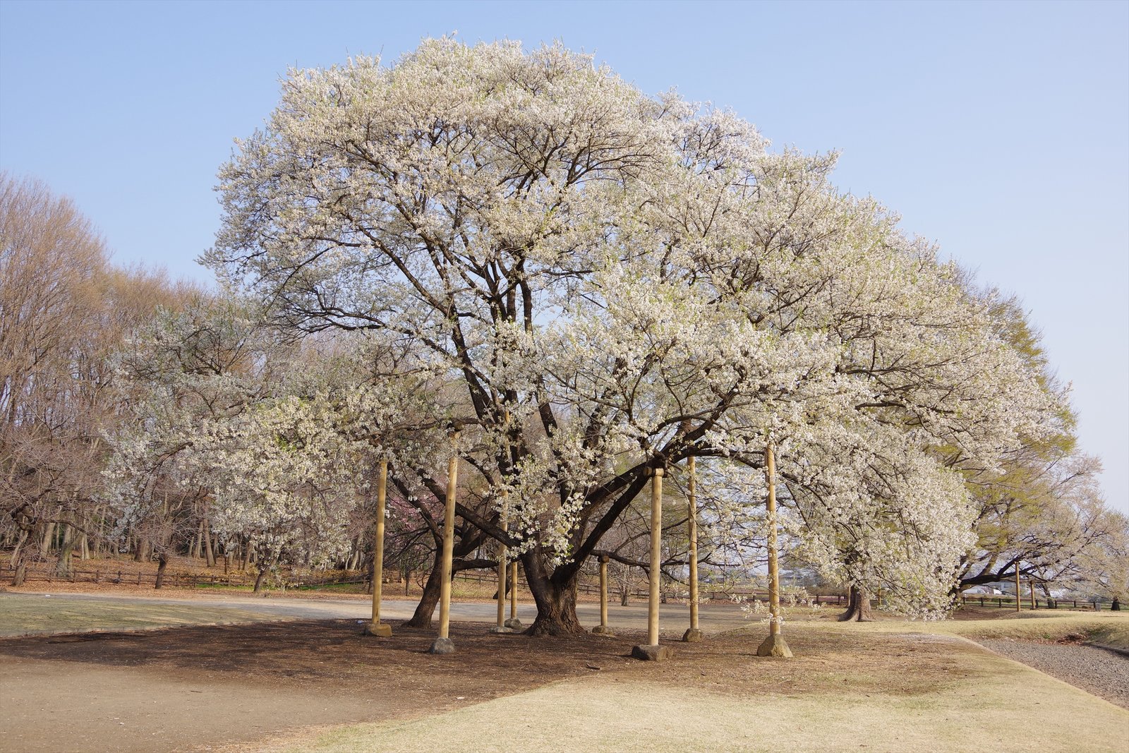 桜撮影旅行 天平の丘公園 大平山編 18年4月 つぼすけの日本どこでも放浪記 桜撮影旅行 天平の丘公園 大平山編 18年4月 つぼすけの日本どこでも放浪記