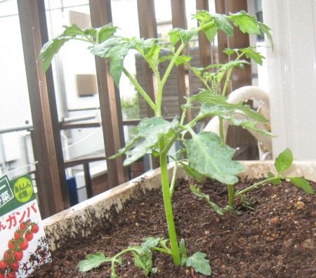 ベランダ菜園のミニトマト