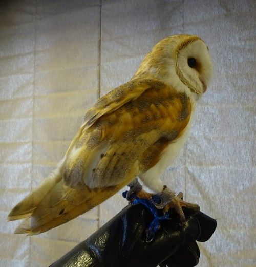吉祥寺のカフェ フクロウの里