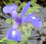尾瀬ケ原の花