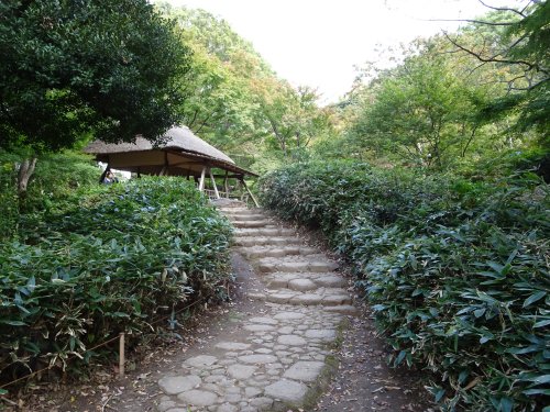 六義園 11月17日土曜日からライトアップ