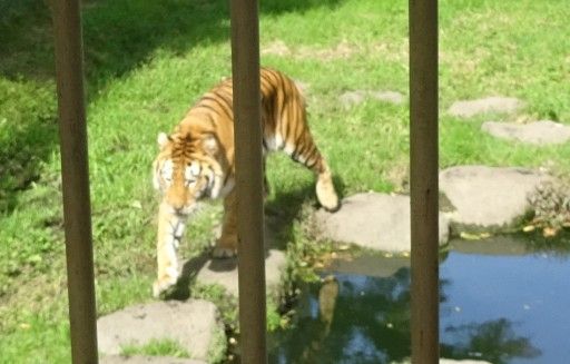 那須サファリパーク