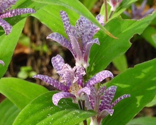 皇居東御苑の花