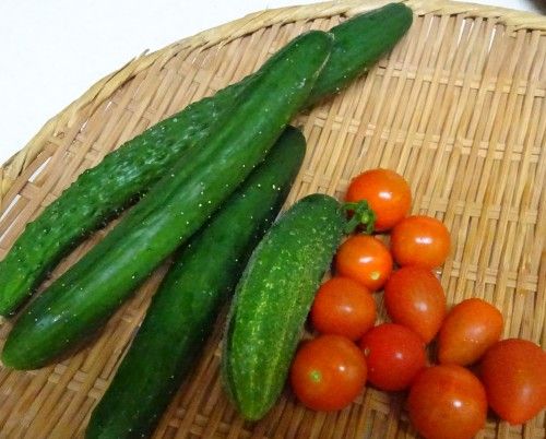 ベランダ菜園の夏野菜キュウリ、ミニトマトの収穫