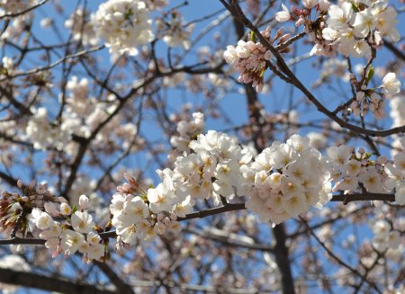 隅田川の桜祭り