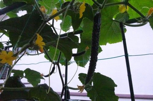 ベランダ菜園の夏野菜キュウリ、ミニトマトの収穫 i