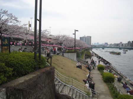 隅田川の桜