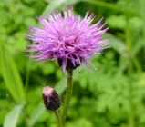 尾瀬ヶ原の花