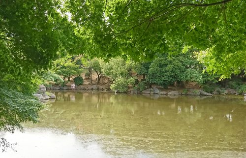 本所吾妻橋駅から、隅田公園、牛島神社経由で向島へ 隅田公園でカワセミがダイブしていました