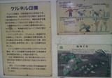 ケルネル田圃