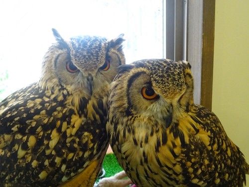 吉祥寺のカフェ フクロウの里