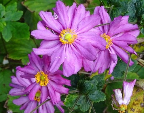 皇居東御苑の花