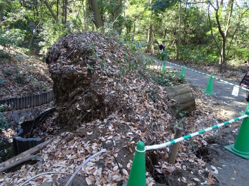 正月は明治神宮の参拝、清正の井戸、パレスホテルの二十絃箏コンサート