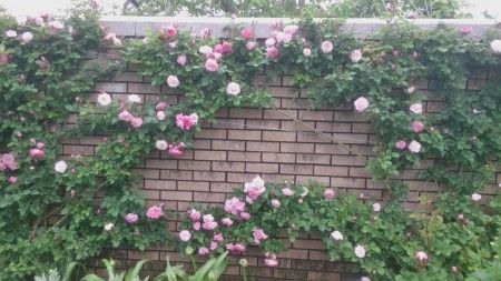 アメリカ山公園のバラが綺麗に咲いていました