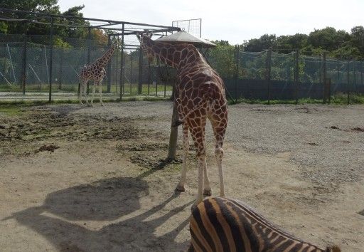 那須サファリパーク