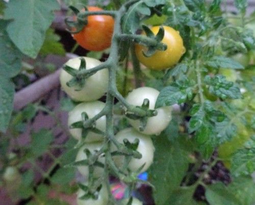 ベランダ菜園の夏野菜キュウリ、ミニトマトの収穫