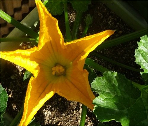 プランターに植えたズッキーニの苗 雌花は咲いたのですが、雄花が咲きません