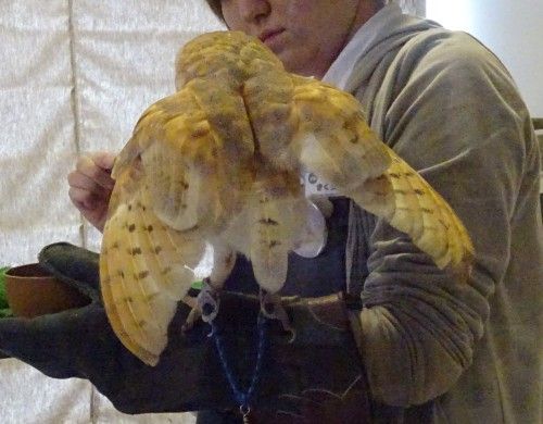 吉祥寺のカフェ フクロウの里 餌やり