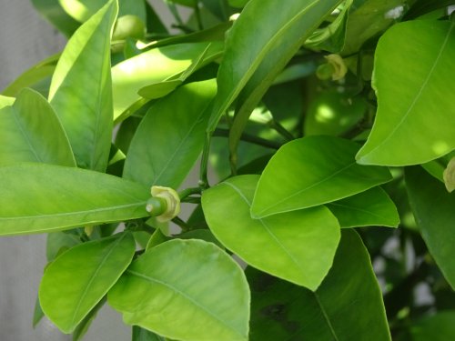 庭に植えつけた甘夏みかんの花、実
