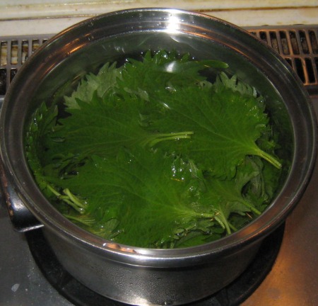 shiso