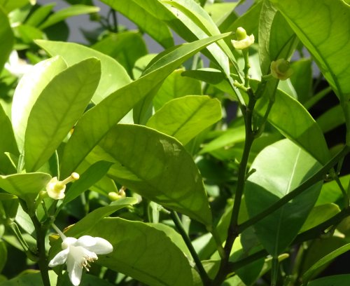 庭に植えつけた甘夏みかんの花、実