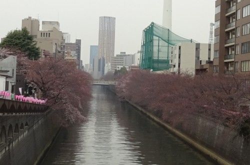 目黒川の桜 大鳥神社近くの目黒新橋から