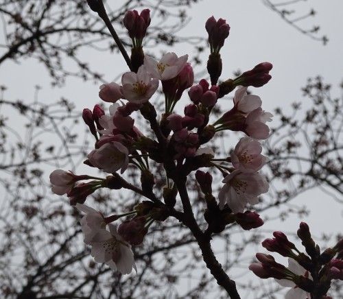 目黒川の桜 大鳥神社近くの目黒新橋から