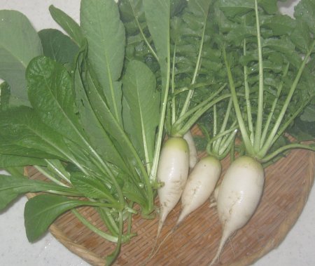 ベランダ菜園の大根と小松菜を収穫